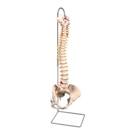 Fabrication Enterprises 3B Anatomical Model - Flexible Spine, Classic, Female Pelvis 961655